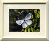 Blue Butterfly