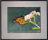 Monarch Butterfly