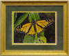 Monarch on Leaves